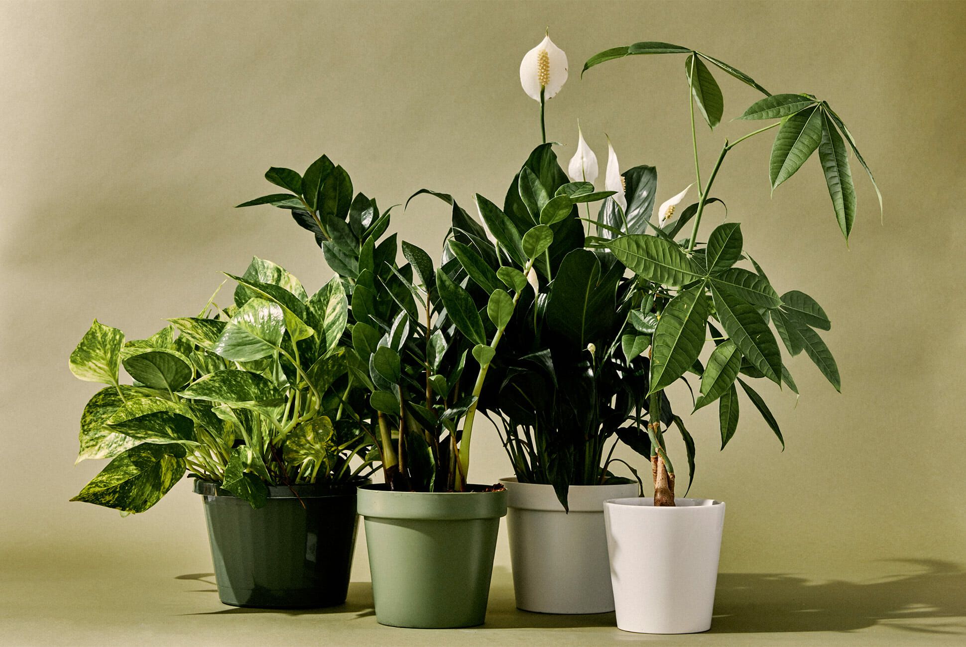indoor plants with names