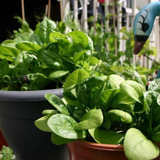 Grow spinach to boost your healthy diet - Nurserylive