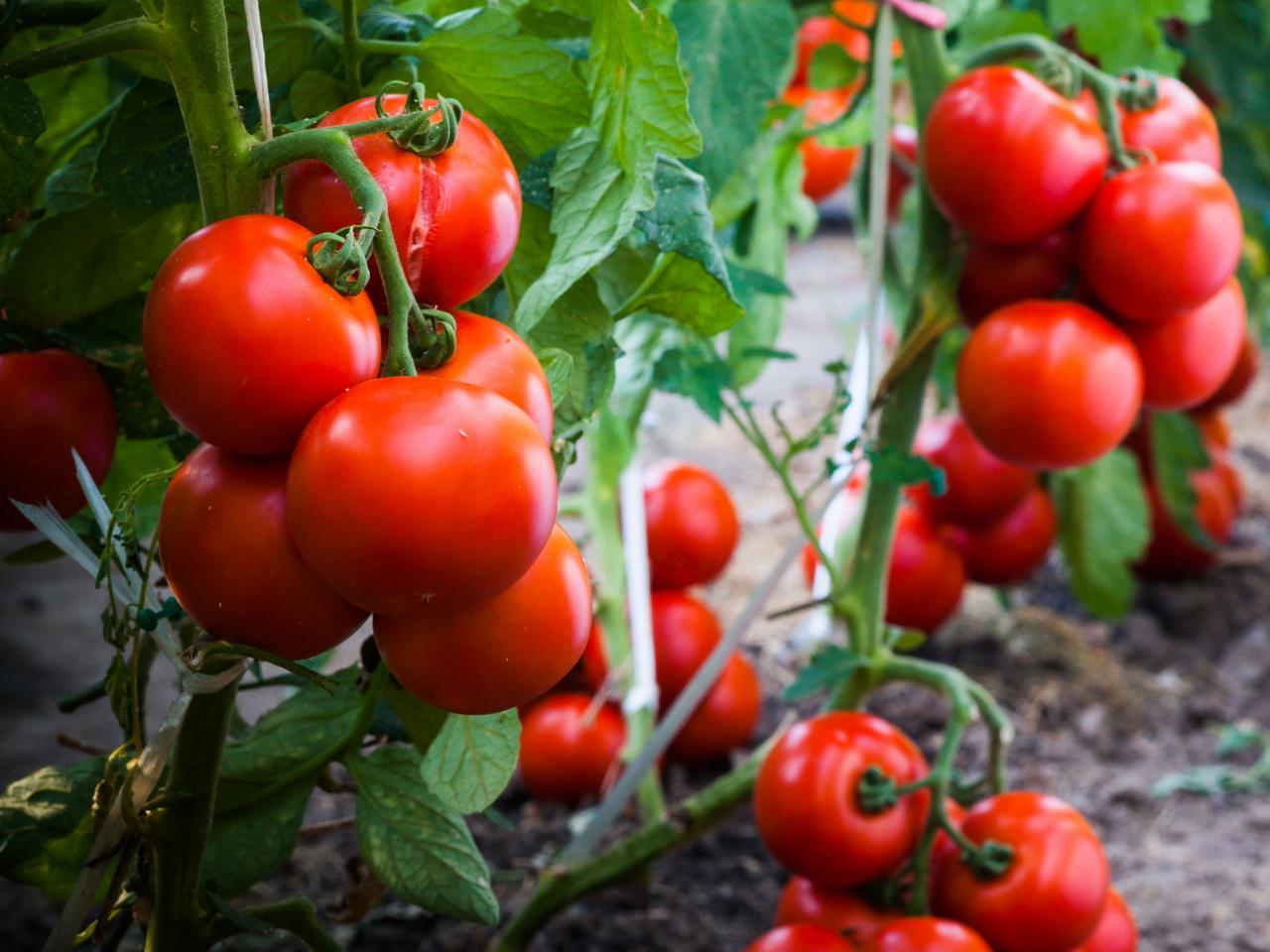 15 Easiest Vegetables to Grow in container