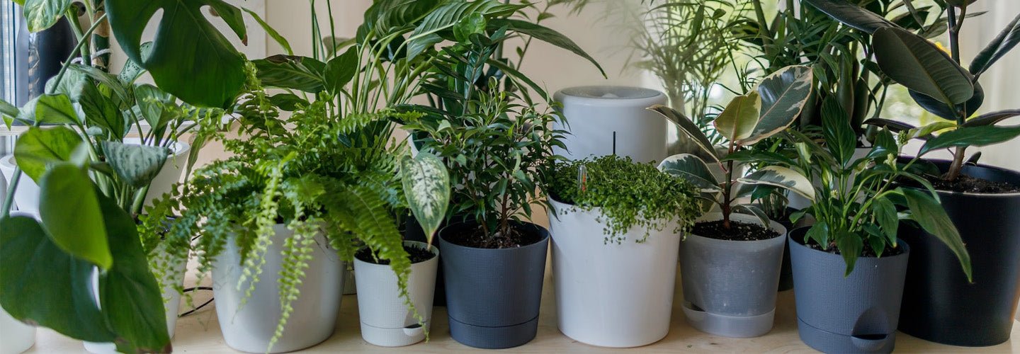 28 best air purifying plants according to NASA - Nurserylive