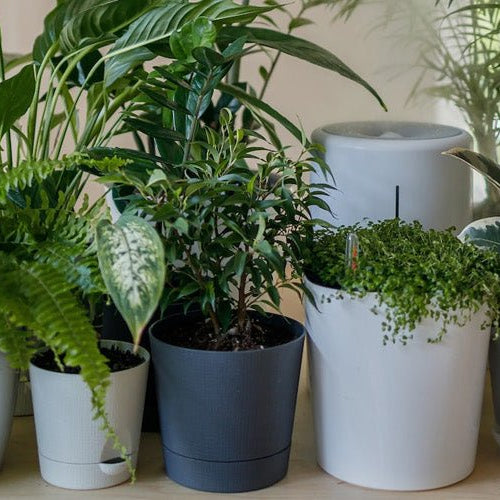 28 best air purifying plants according to NASA - Nurserylive