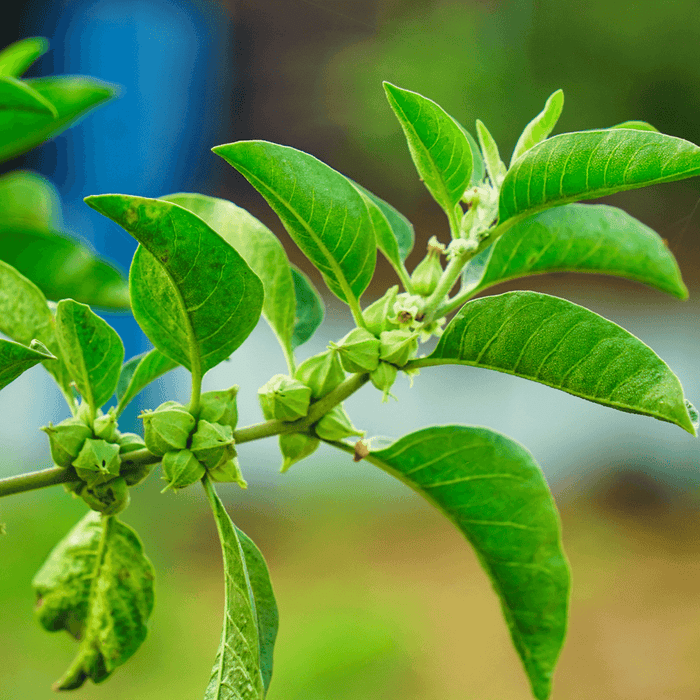 Magical Ashwagandha: A secret weapon to fix stress, love life & boost energy
