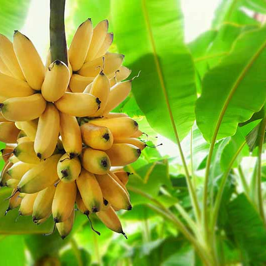 Read Incredible Banana Plant Uses You Probably Didn't Know About