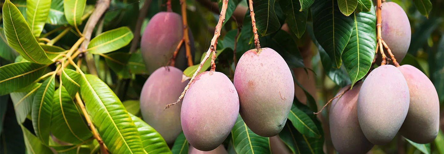 Mango Tree Kesar Indian Collectors Variety Grafted