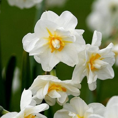 Your Ultimate Guide to Growing Daffodils !