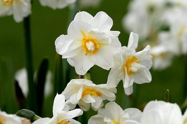 Your Ultimate Guide to Growing Daffodils !
