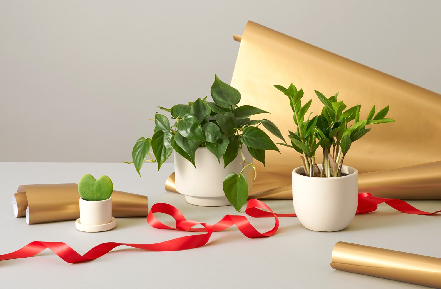 Here Are Best Plant Gifts For Upcoming Festive Season !