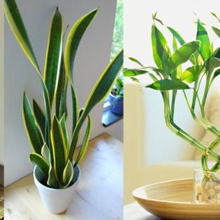 Buying These 8 Plants Will Improve Your Home's Vastu