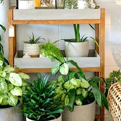 Top 10 Ornamental Plants for the Interior Designer In You