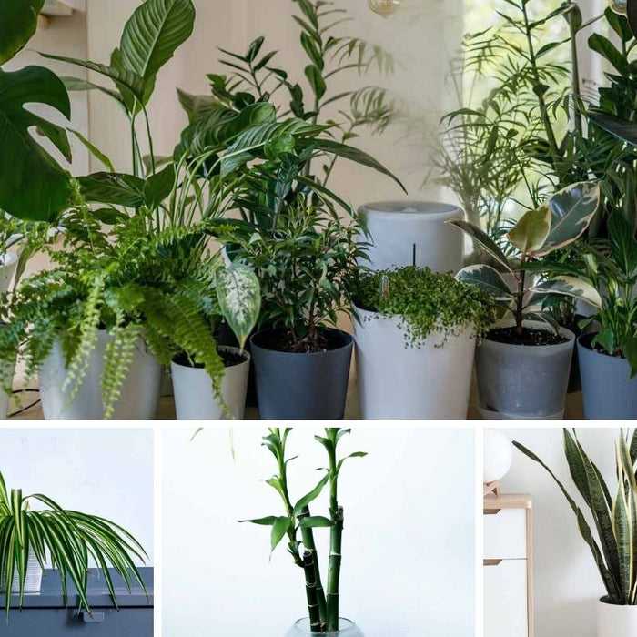 Change Your Fortune Overnight By Bringing These Plants Home