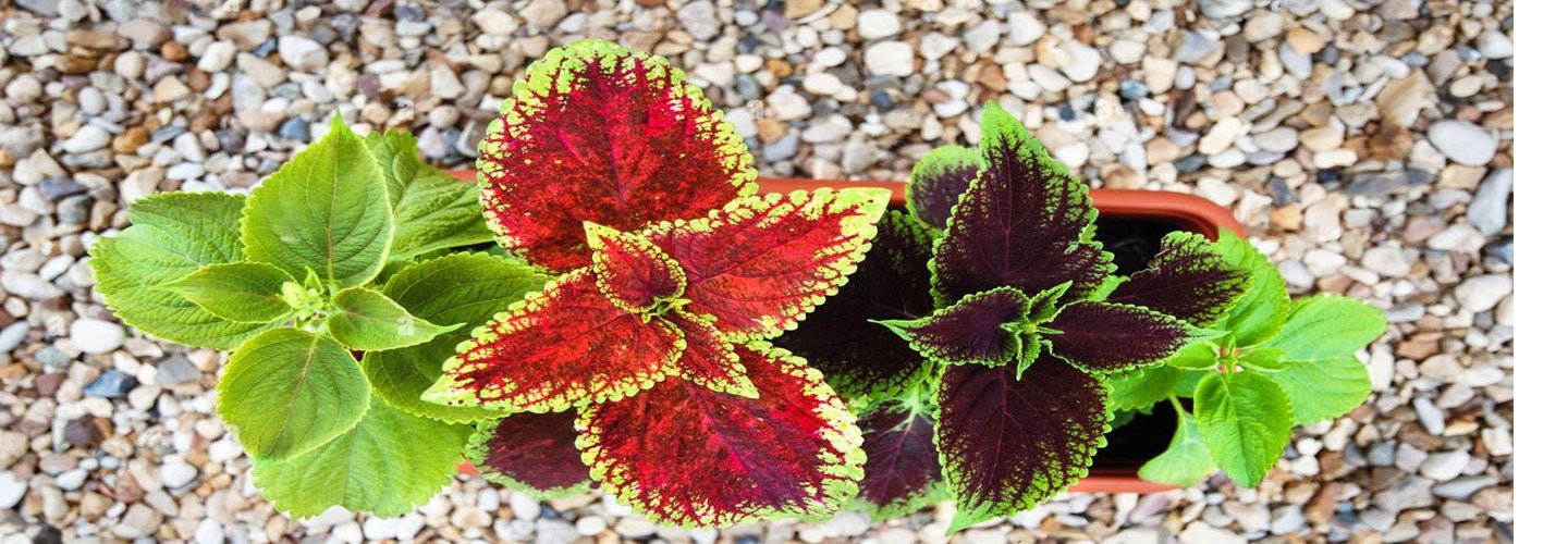 Coleus Plants: A Beginner's Guide to Growing and Caring for Them