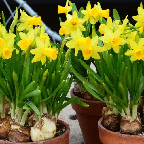 11 Flower Bulbs You Can Grow in Your Winter Garden