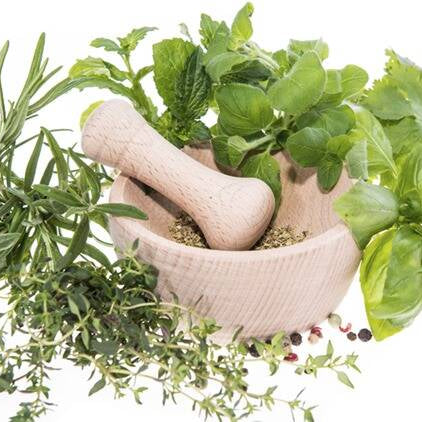 Top 10 Medicinal Plants For Your Herb Garden