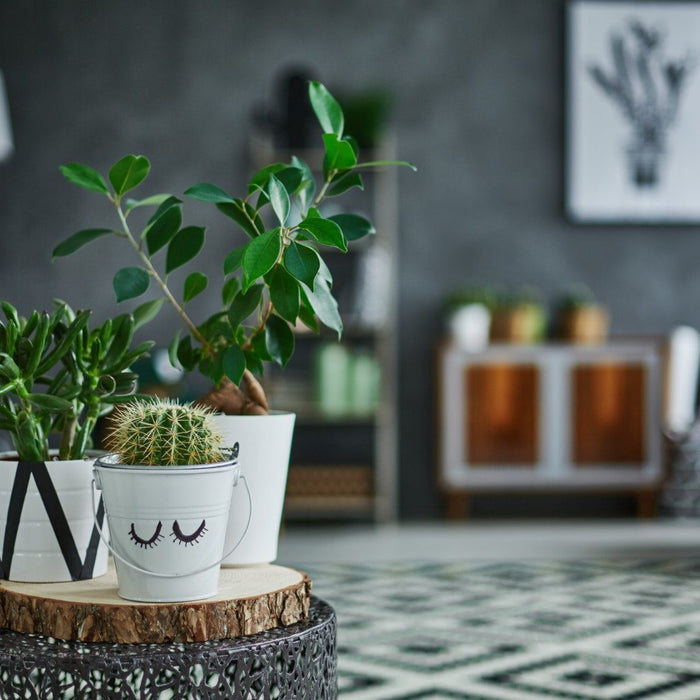 These 7 House Plants Will Keep Your House Cool In Summers