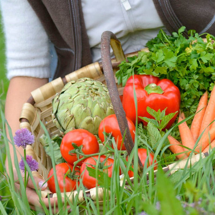 Your ultimate guide to growing your own organic Vegetable Garden