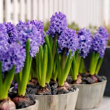 The 101 Guide To Plant And Care For Hyacinths!