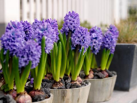 The 101 Guide To Plant And Care For Hyacinths!