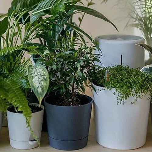 The Beginner's Guide to Indoor Plant Care