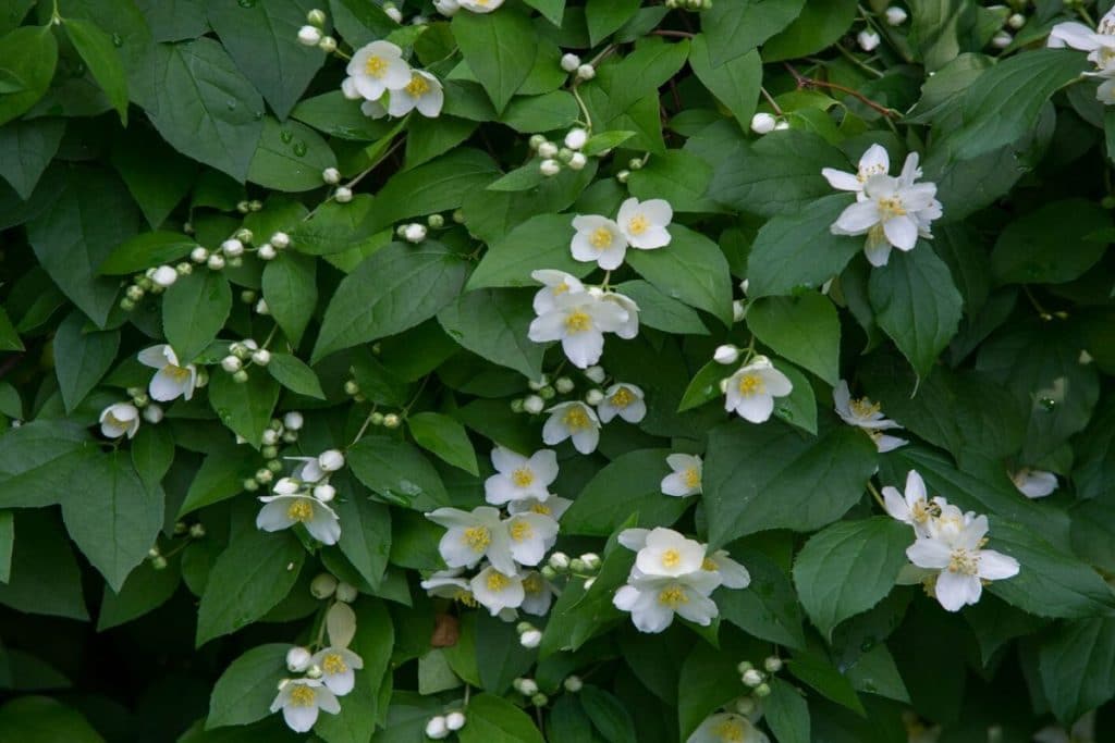 Top 10 Jasmine Plants to Give Your Garden A Glow-up
