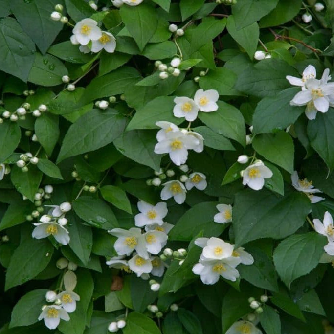 Top 10 Jasmine Plants to Give Your Garden A Glow-up