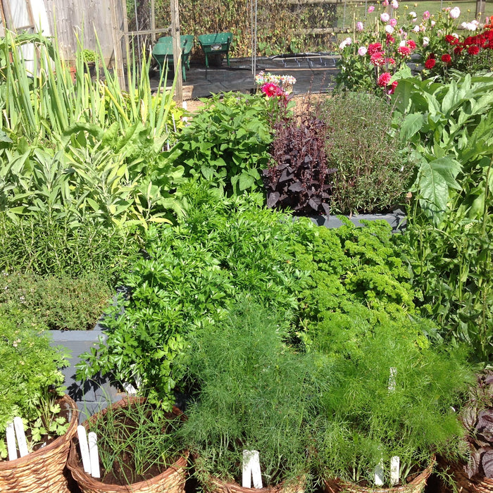 Healthy herbs for refreshing monsoon garden - Nurserylive