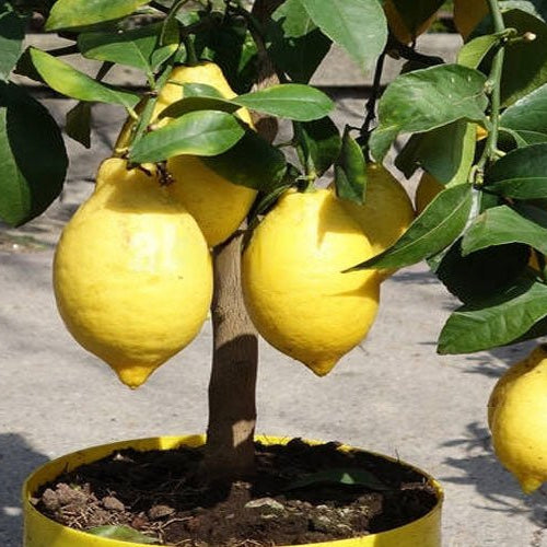 The Zesty Beauty of Lemon Trees: A Refreshing Addition to Your Garden