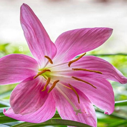Lilies: The Gorgeous Blooms for Your Home Garden