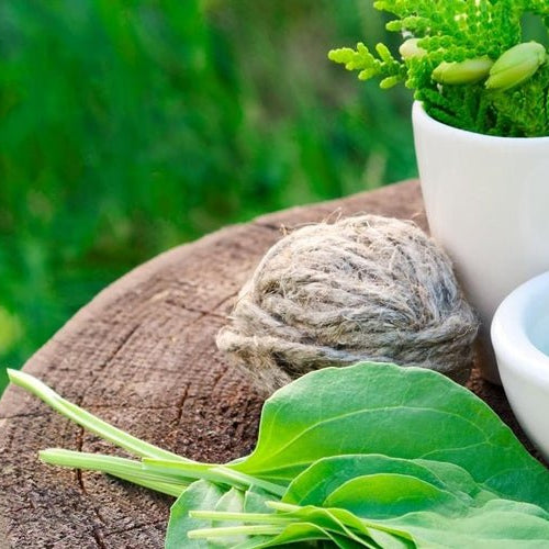 Surprising Benefits of Growing Medicinal Plants