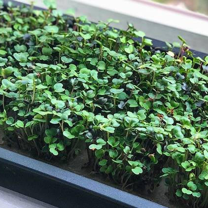Why microgreens are the new superfood?