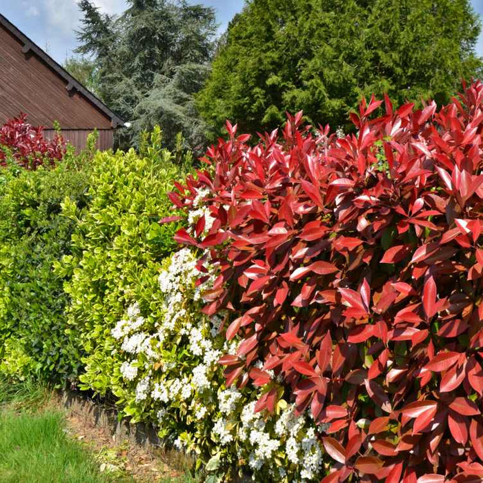 Top 10 Hedge Plants For your Garden
