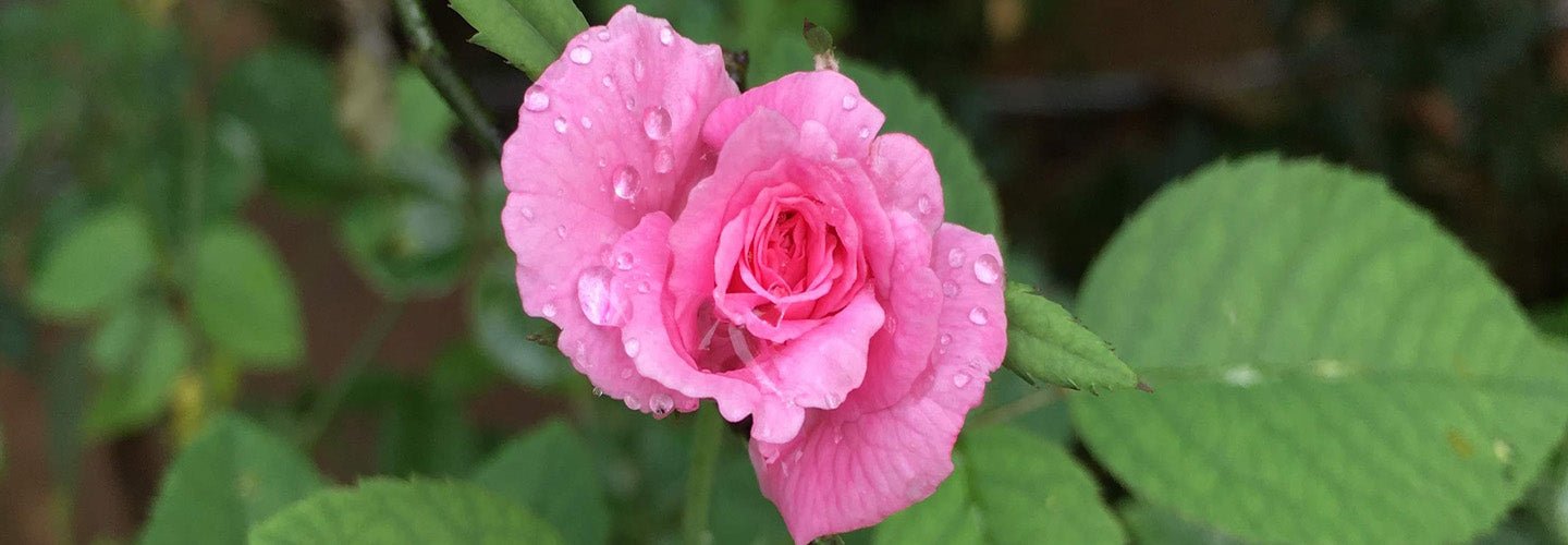 Button Rose: The Charming Miniature Rose Plant for Your Garden