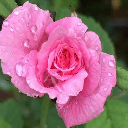 Button Rose: The Charming Miniature Rose Plant for Your Garden