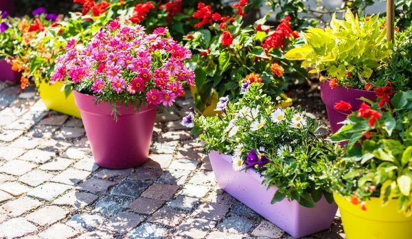 Top 10 Summer Plants For Coming Season