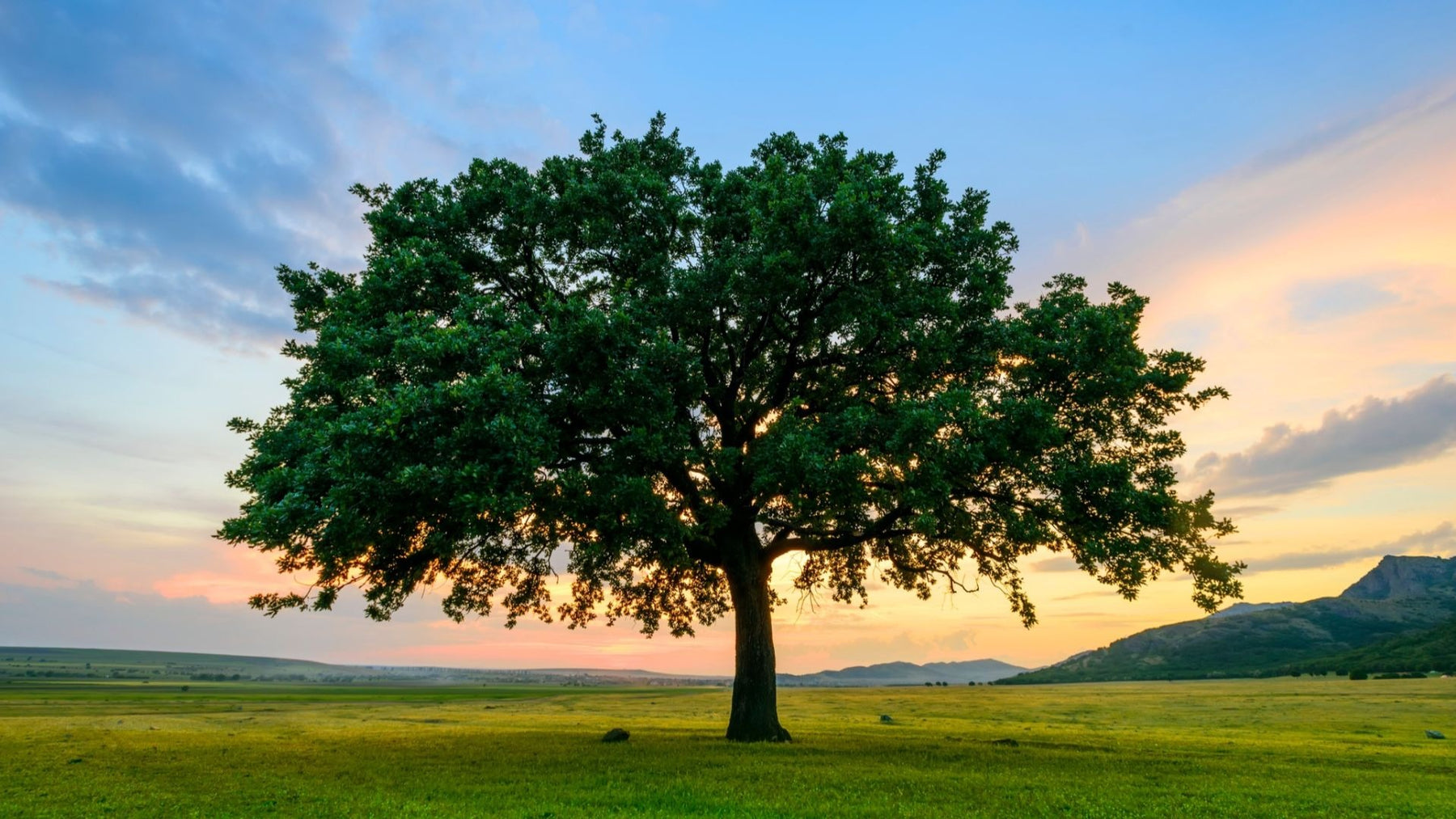 Why We Should Be Thankful Of Every Single Tree?