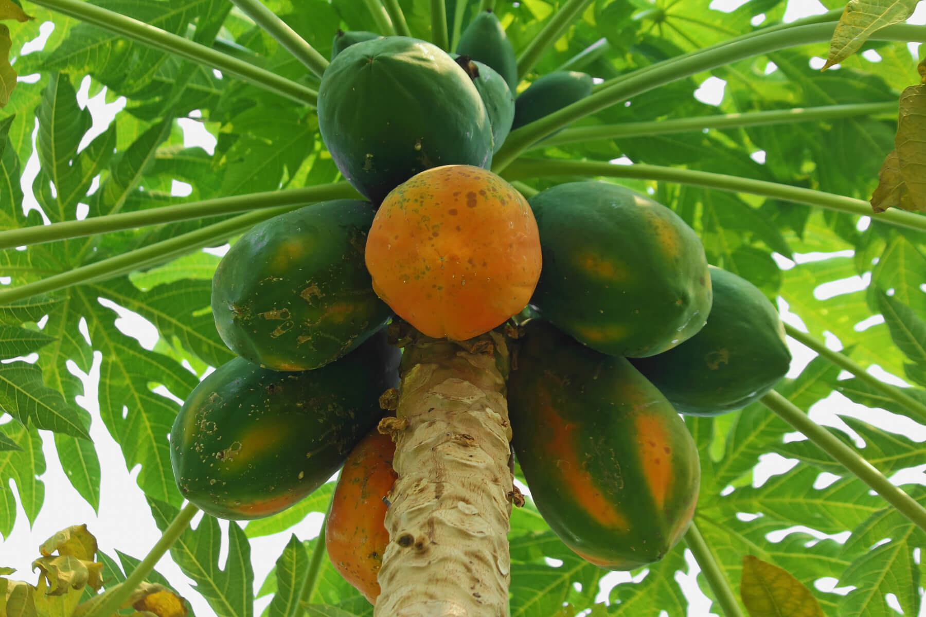 Why is Papaya amongst the world's healthiest fruits? Nurserylive