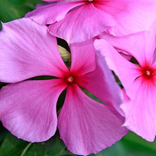 Periwinkle Flower: A Perfect Addition to Your Garden