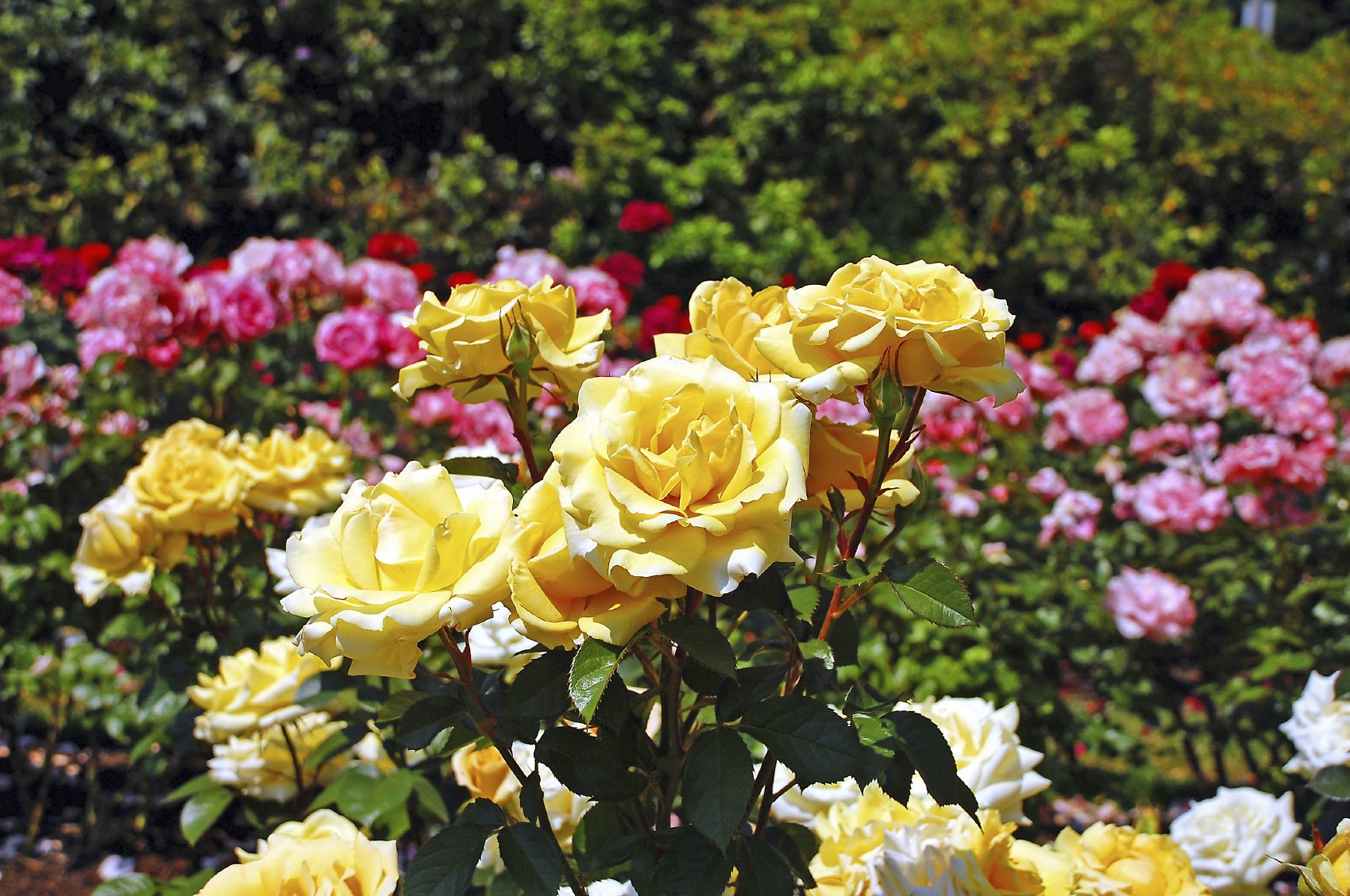 Top 10 Rose Plants To Bring Essence of Love In Your Life
