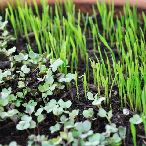 How to grow microgreens at home? - Nurserylive