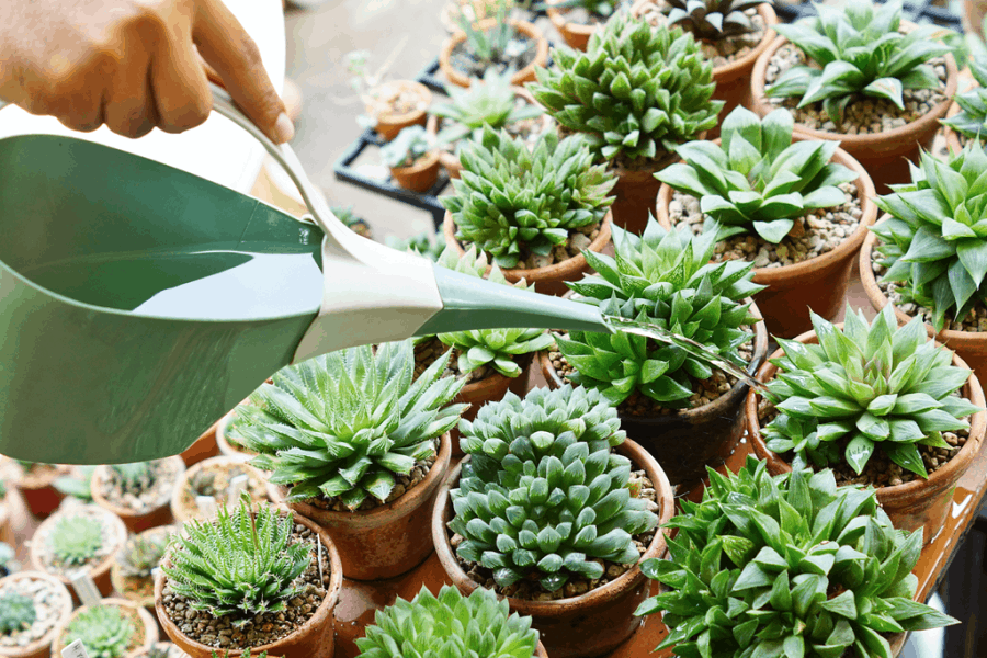 How to water succulent plants - Nurserylive