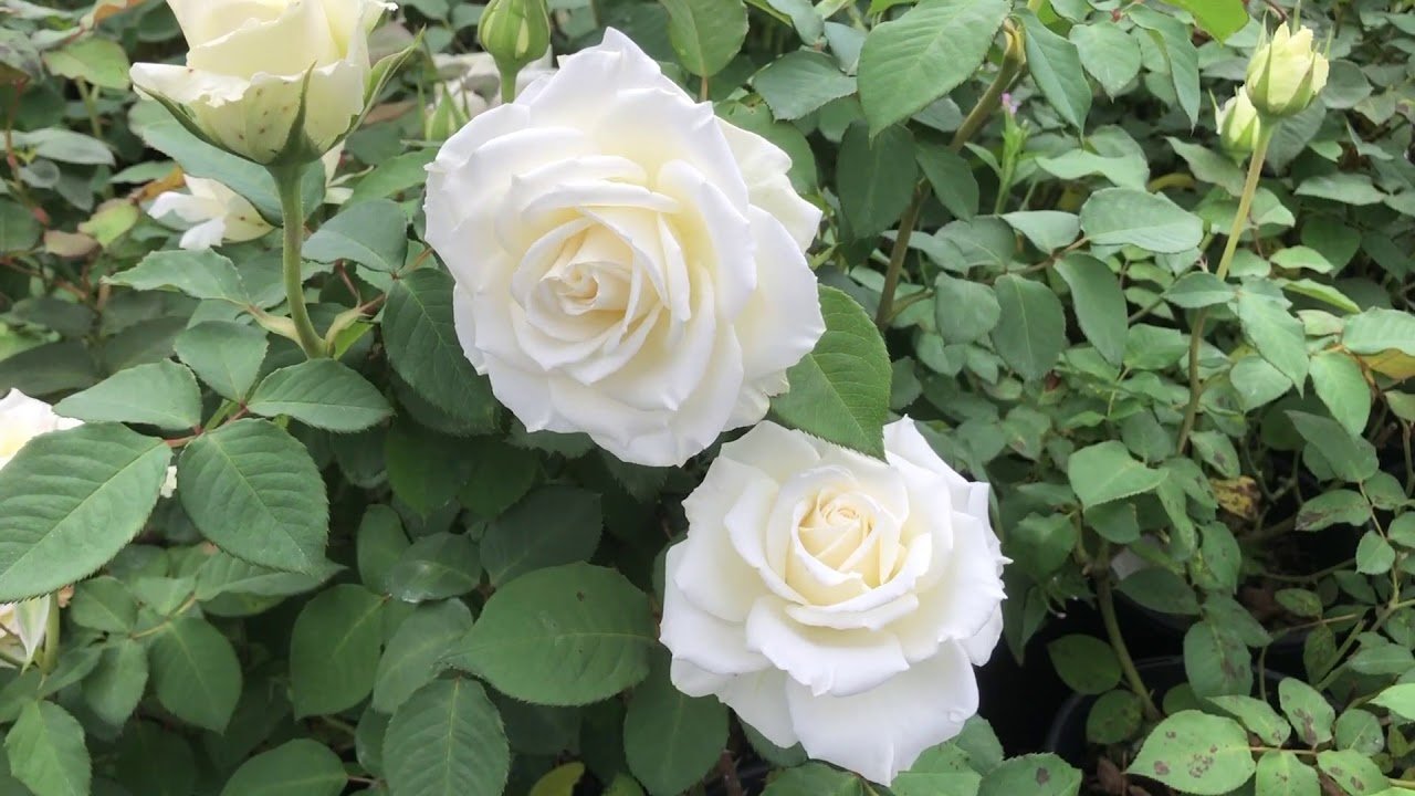 What White Roses Mean and How to Grow Them