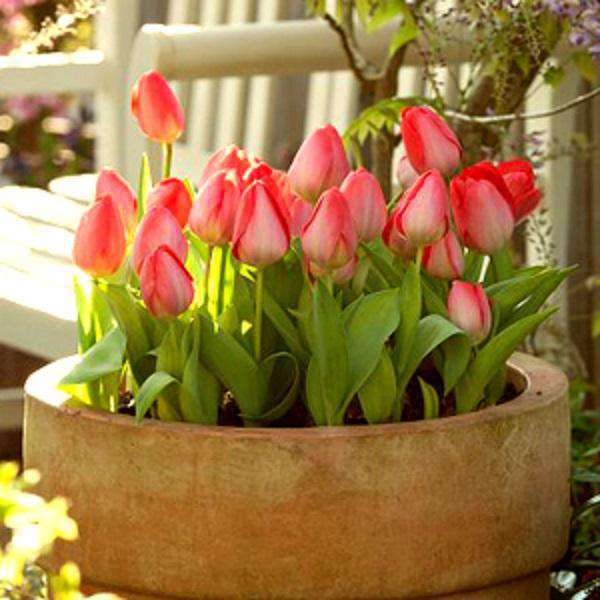 Tulip Flower Bulbs - Nurserylive