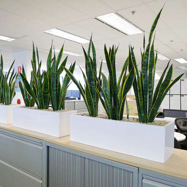 Office Plants Packs