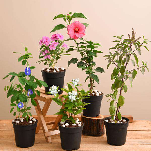 Plants Packs For Pooja