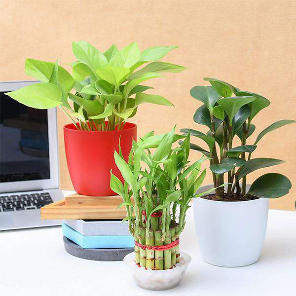 Work From Home Plants Pack