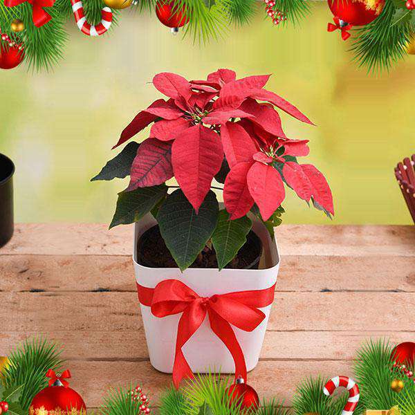New Year and Christmas Plant Gifts