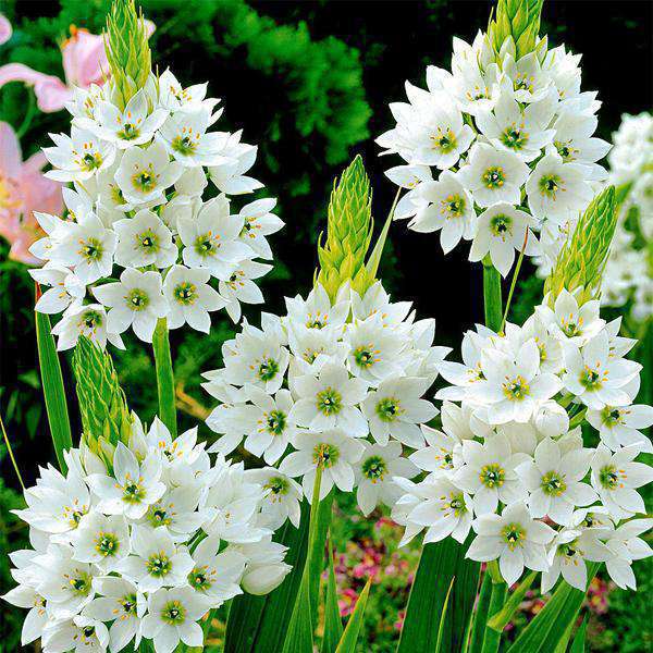 Chincherinchee Flower Bulbs