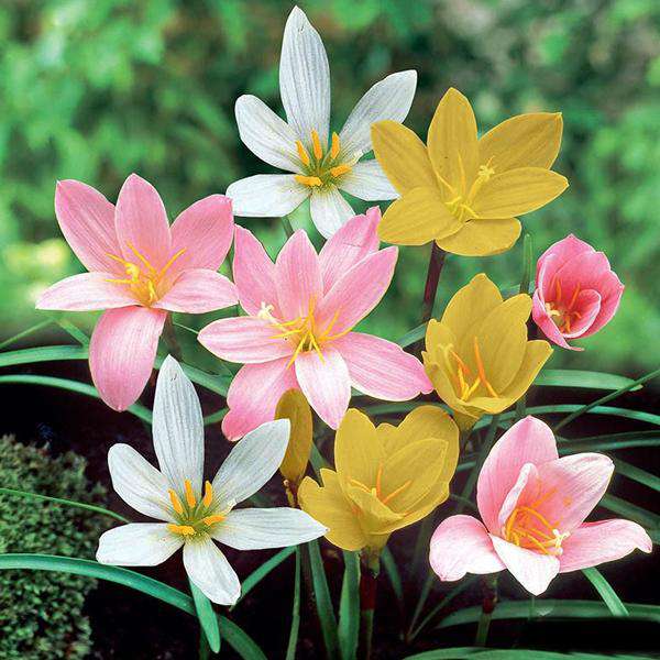 Zephyranthes Lily Flower Bulbs