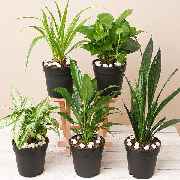 Indoor Plants Packs - Nurserylive