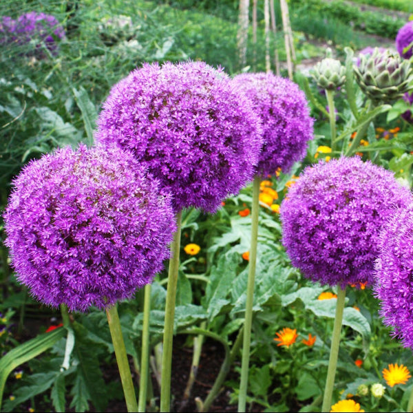 Buy Allium Flower Bulbs online from Nurserylive at lowest price.