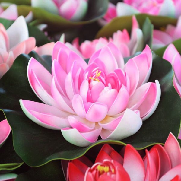 Buy Aquatic Plants Names Online From Nurserylive At Lowest Price buy-aquatic-plants-names-online-from-nurserylive-at-lowest-price